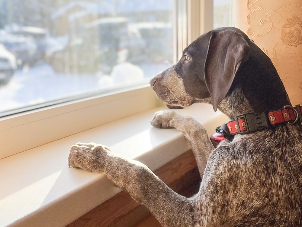 pet friendly window treatments